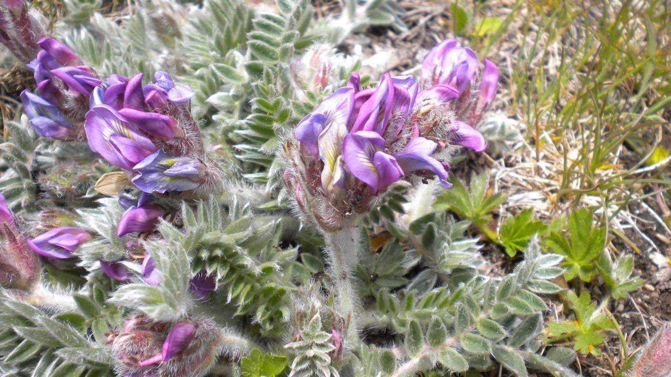 Val d''Aosta 09 - Oxytropis cfr. halleri